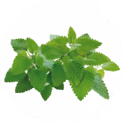 Catnip